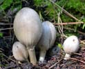 Coprinopsis atramentaria